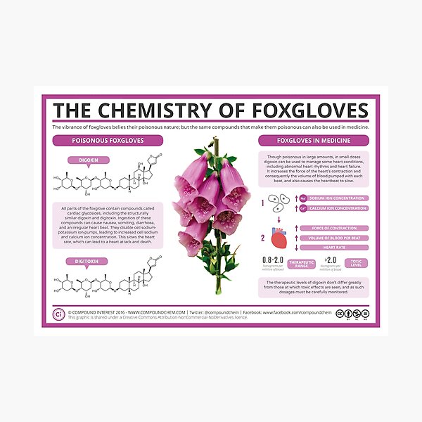 The Chemistry of Foxgloves Photographic Print