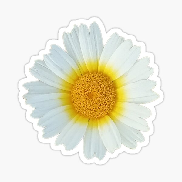 A Daisy Flower in a Turquoise Blue Background Sticker