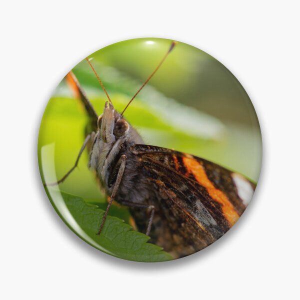 Item preview, Atalanta butterfly spreading its wings designed and sold by LifesTooBig.