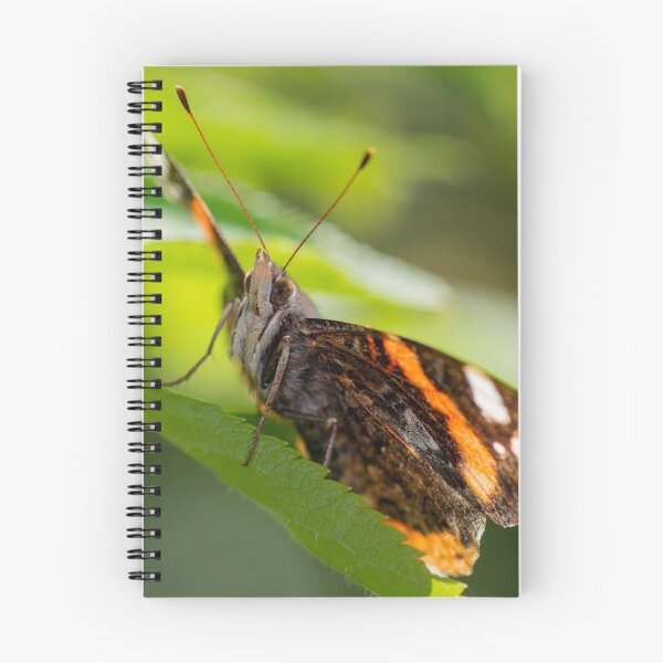 Item preview, Atalanta butterfly spreading its wings designed and sold by LifesTooBig.