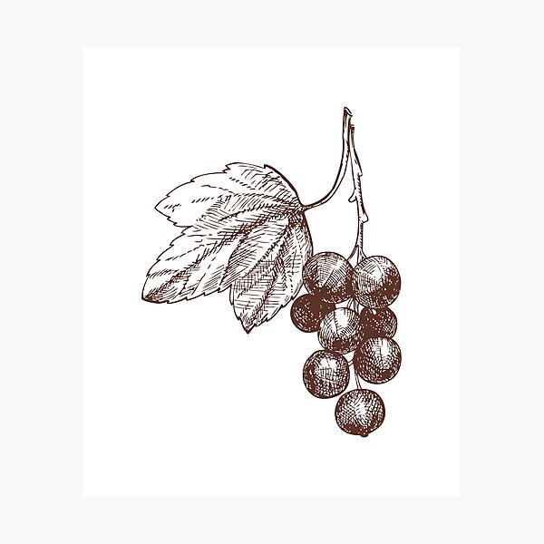 Item preview, Grapes Illustration designed and sold by sunnyxvibesss.