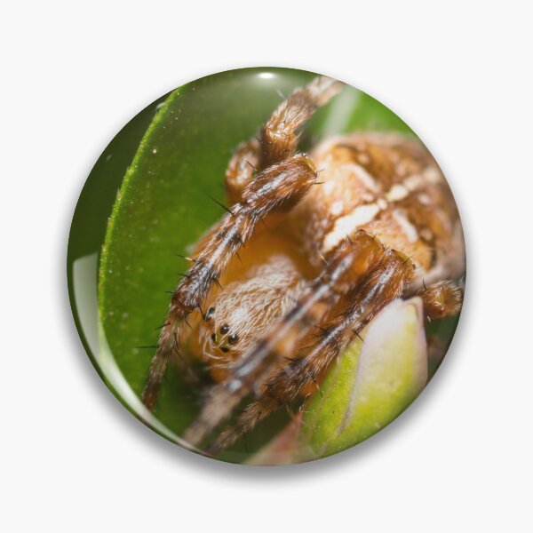 Artikelvorschau, Cross-Orbweaver-Spinne, die auf einem Blatt chillt entworfen und verkauft von LifesTooBig.