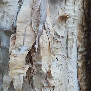 Artwork thumbnail, Paperbark by Roz-Design