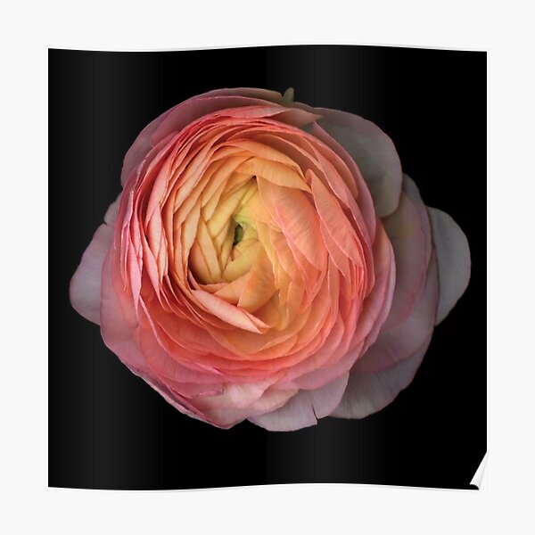 Ranunculus Color Poster