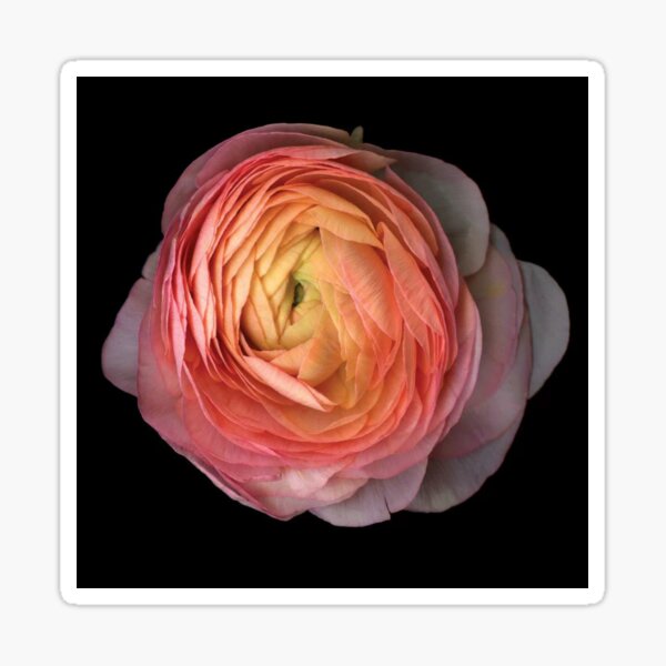 Ranunculus Color Sticker