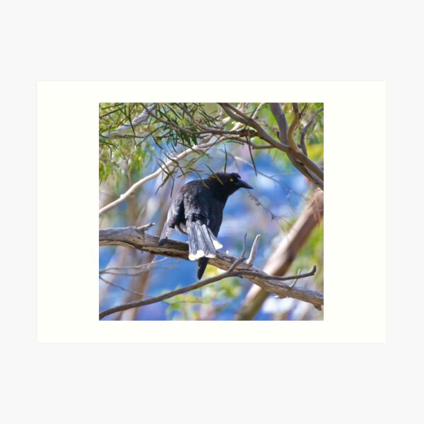 ARTAMIDAE ~ Grey Currawong by David Irwin Art Print