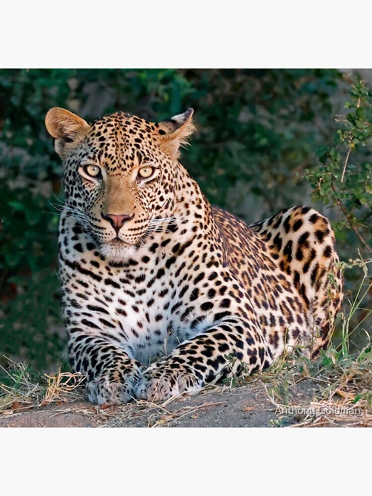 "The male leopard called Tavangumi" Poster for Sale by jozi1 | Redbubble