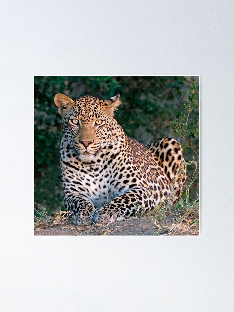 "The male leopard called Tavangumi" Poster for Sale by jozi1 | Redbubble
