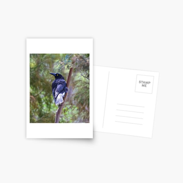 ARTAMIDAE ~ Grey Currawong B5QCAM62 by David Irwin Postcard