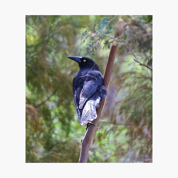 ARTAMIDAE ~ Grey Currawong by David Irwin Photographic Print