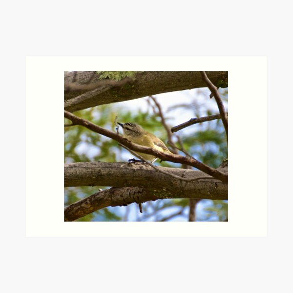 THORNBILL ~ Yellow-rumped Thornbill by David Irwin Art Print
