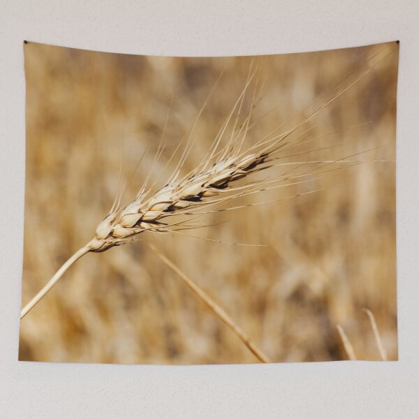 Item preview, Wheat Stalk Photography Print designed and sold by griffingphoto.