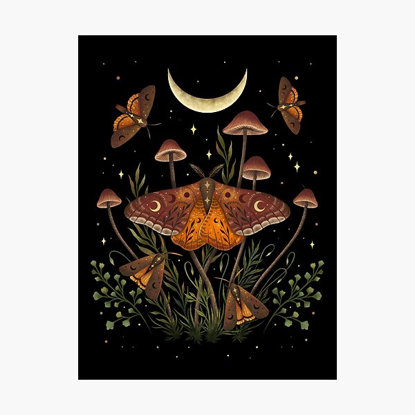 Autumn Light Underwing Photographic Print