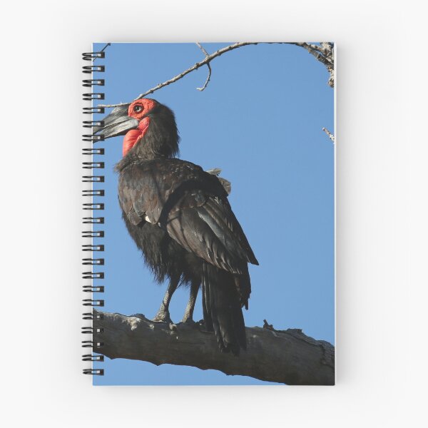 Item preview, Southern Ground Hornbill designed and sold by John Brice.