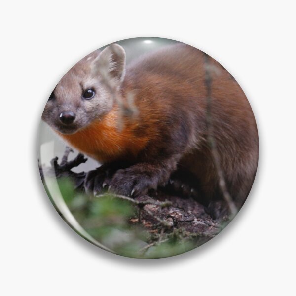 Item preview, The Elusive Pine Marten designed and sold by John Brice.