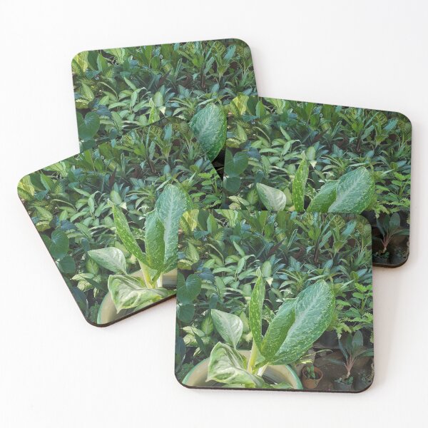Item preview, Plant Nursery. House Plants Photography.  designed and sold by TheGoToStore.