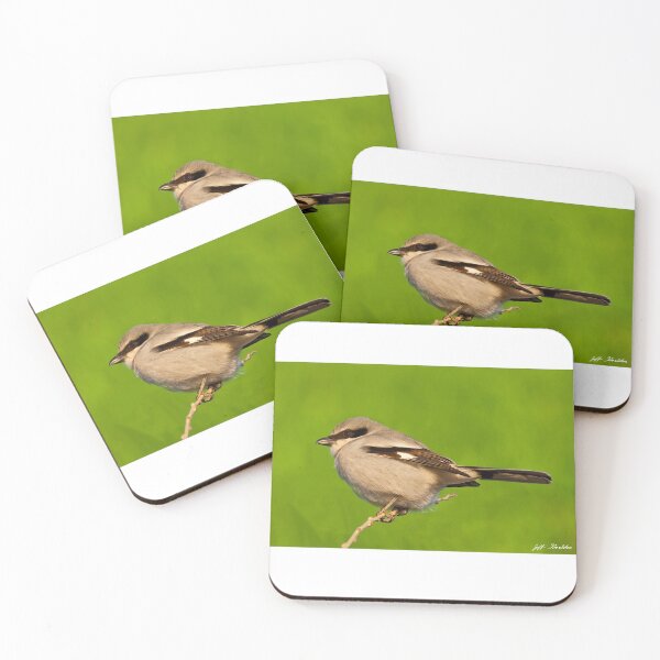 Item preview, Loggerhead Shrike designed and sold by Jeff Goulden Photography.
