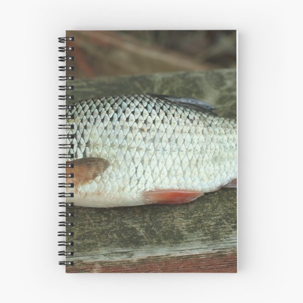 Item preview, rudd fish scales designed and sold by mrivserg.