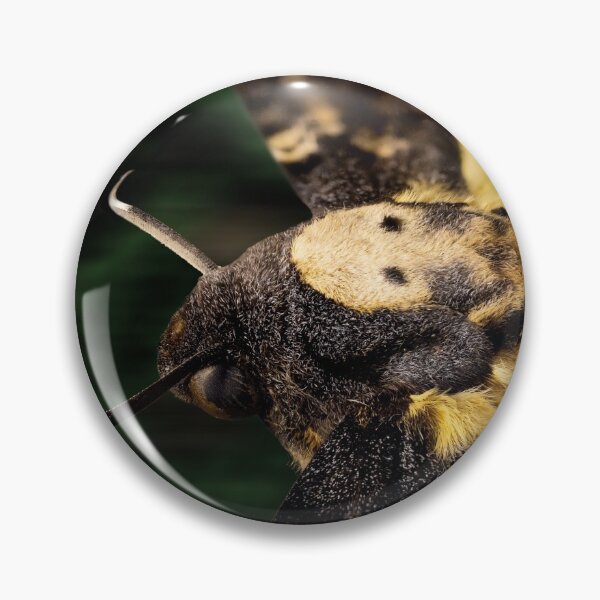 Item preview, Deaths Head Hawk Moth Macro designed and sold by Weston  Westmoreland.