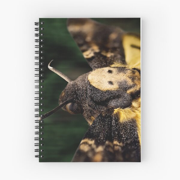 Item preview, Deaths Head Hawk Moth Macro designed and sold by Weston  Westmoreland.
