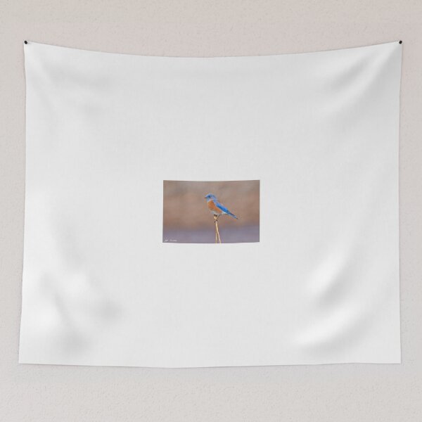 Item preview, Male Western Bluebird Perched on a Stalk designed and sold by Jeff Goulden Photography.