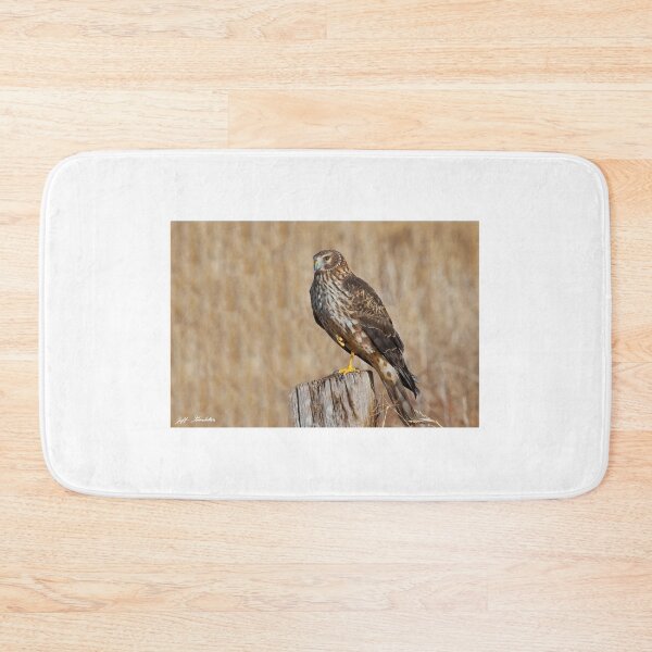 Item preview, Female Northern Harrier Standing on One Leg designed and sold by Jeff Goulden Photography.
