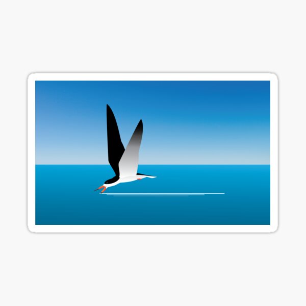 Black Skimmer skimming Sticker