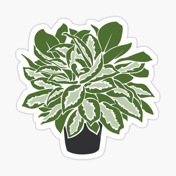 Aglaonema Sticker