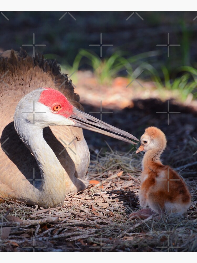 Sandhill with chick by ZinaStromberg