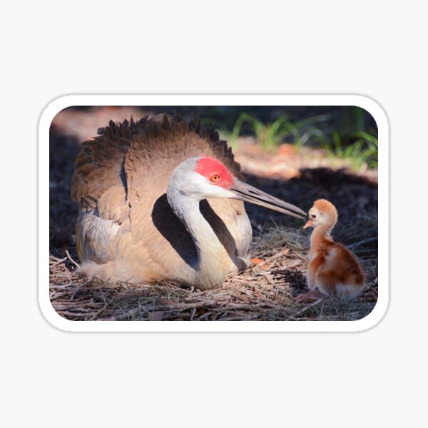 Item preview, Sandhill with chick designed and sold by Zina Stromberg.
