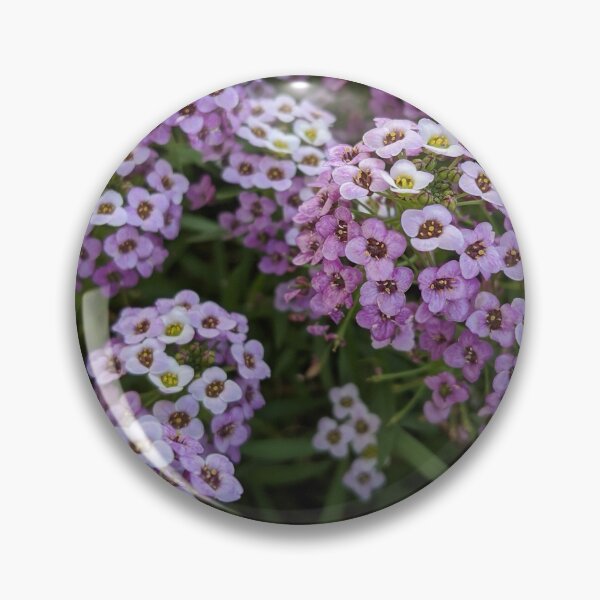 Item preview, Alyssum Maritima designed and sold by Skyeclimber.