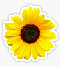 Sunflower Sticker