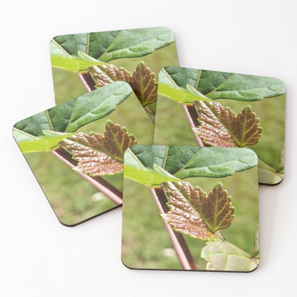 Item preview, Sprouting Leaf designed and sold by C Schabowski.