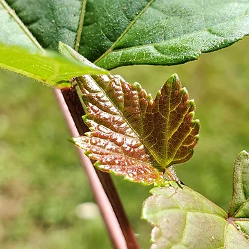 Artwork thumbnail, Sprouting Leaf by C Schabowski