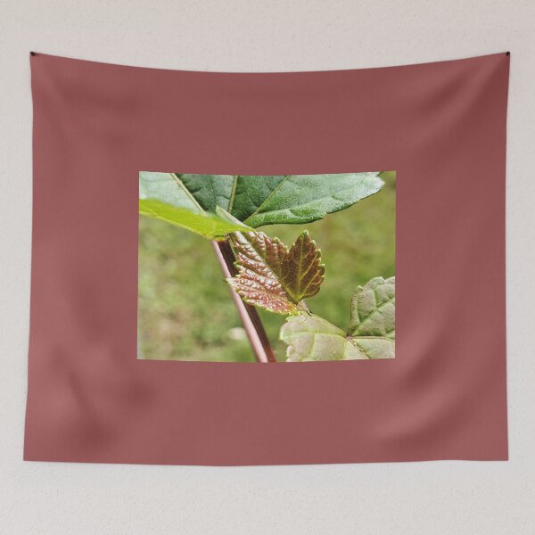 Item preview, Sprouting Leaf designed and sold by C Schabowski.
