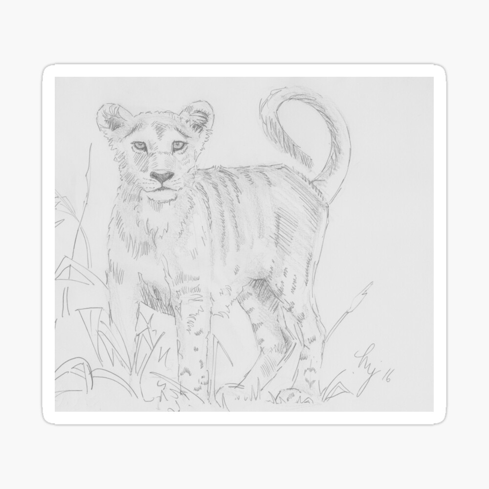 Lion Cub. Animals. Drawings. Pictures. Drawings ideas for kids. Easy and  simple.