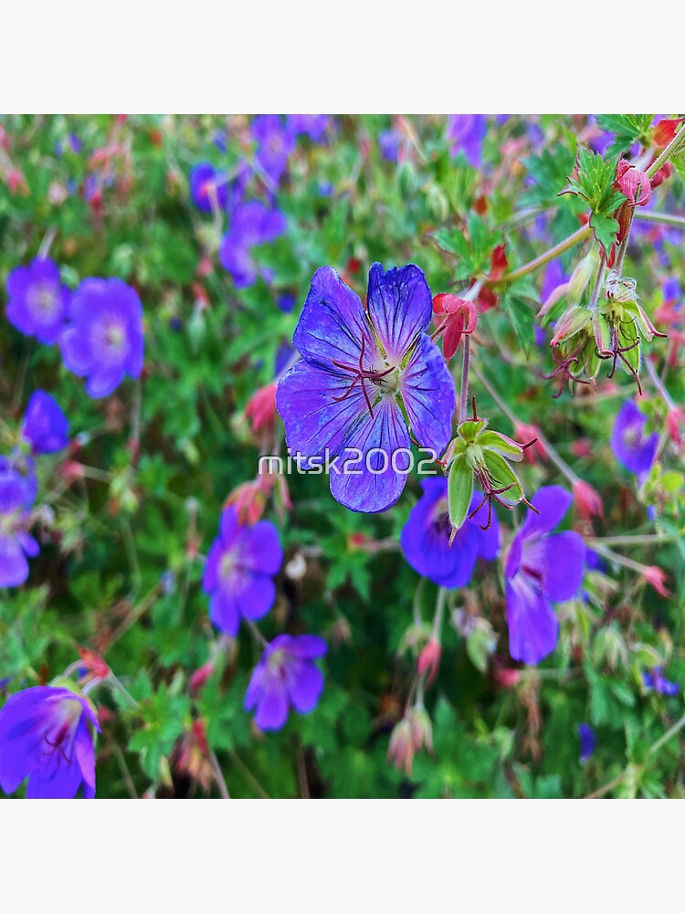 "Indigo purple blue flowers against green" Sticker for Sale by
