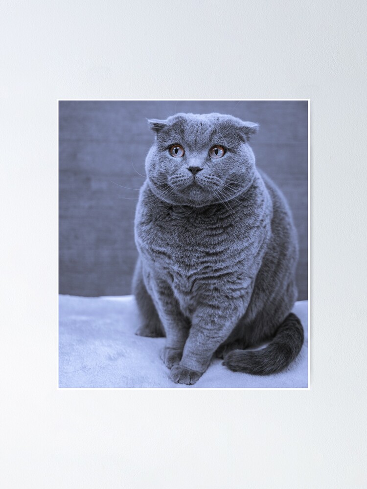 Blue manx hot sale cat