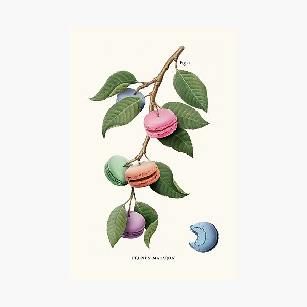 Macaron Plant Photographic Print
