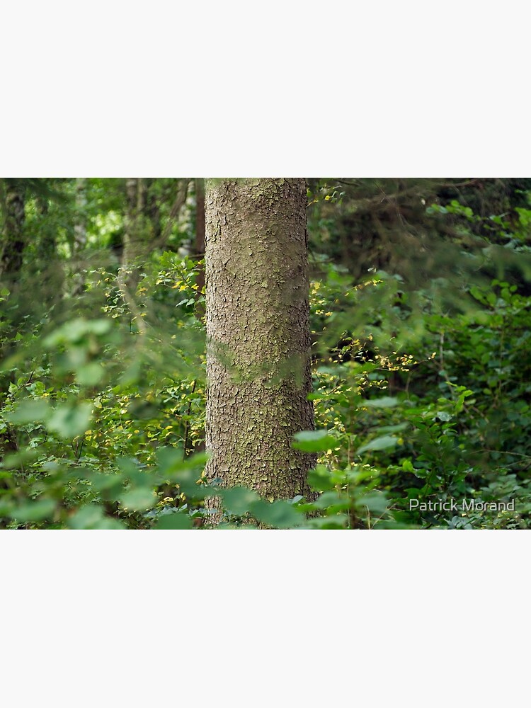 Morning light in the forest by patmo