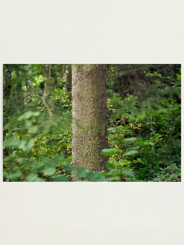 Alternate view of Morning light in the forest Photographic Print