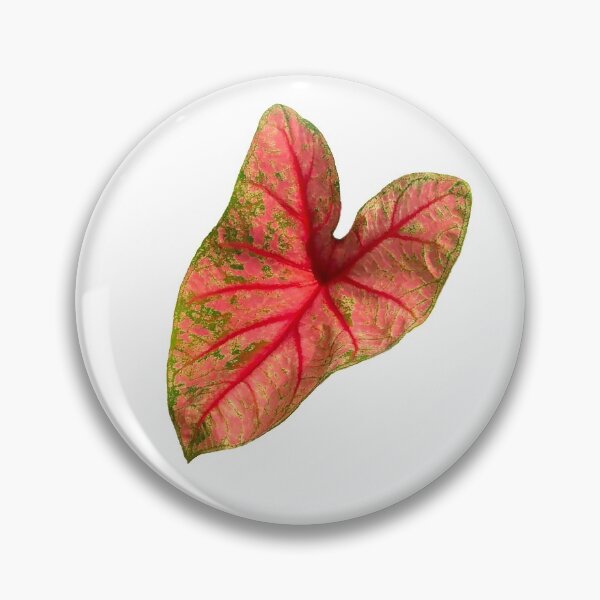 Item preview, Beautiful caladium bicolour leaf red background and green stain. designed and sold by Trianglegreen.