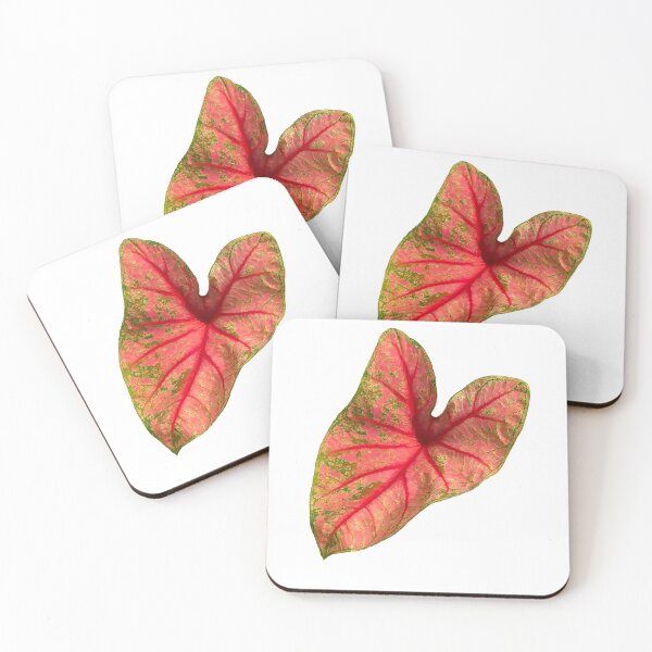 Item preview, Beautiful caladium bicolour leaf red background and green stain. designed and sold by Trianglegreen.