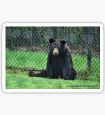 Yogi Bear Sticker