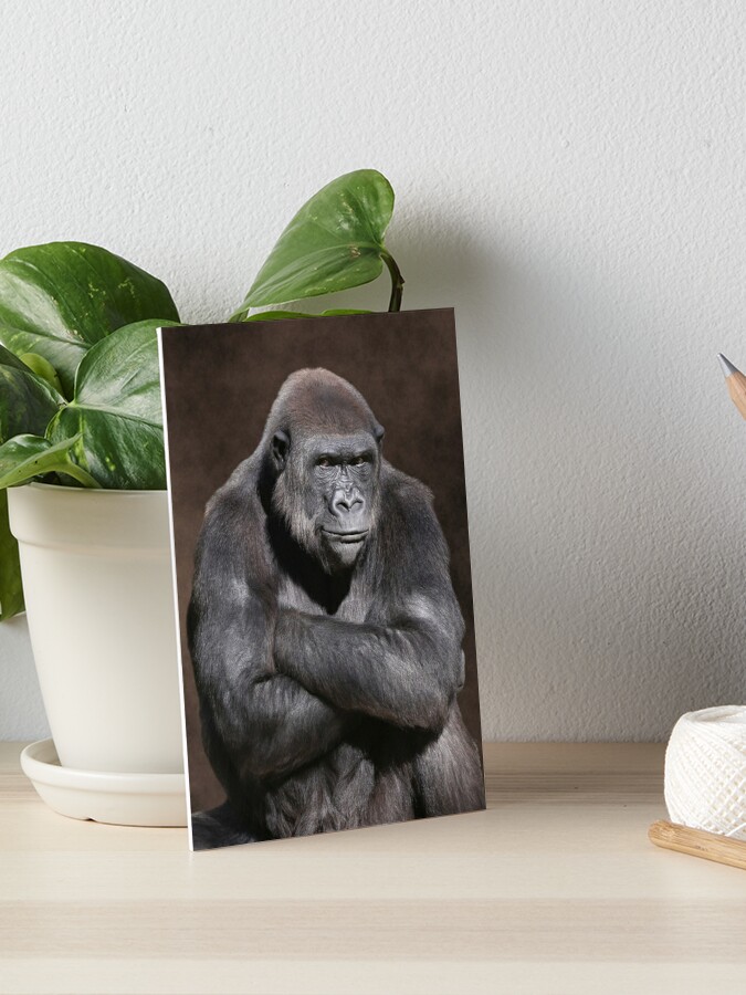 Portrait of a Male Gorilla Throw Pillow for Sale by DebiDalio