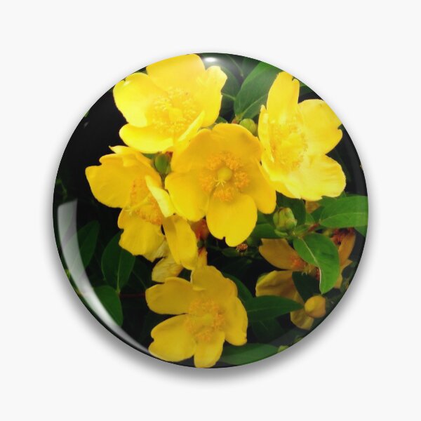 Item preview, A Fabulous Cluster of  Sunshine Yellow Hypericum Hidcote Flowers designed and sold by Karen Thomson.