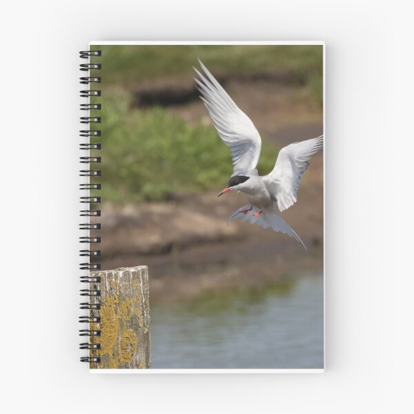 Item preview, Common Tern designed and sold by LaurenTucker.