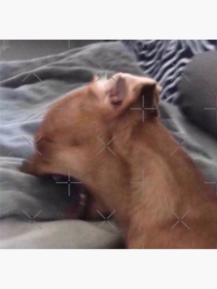 "dog biting sheets meme" Sticker for Sale by jvsmin Redbubble