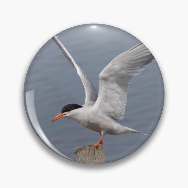Item preview, Common Tern designed and sold by LaurenTucker.