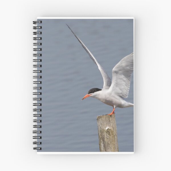 Item preview, Common Tern designed and sold by LaurenTucker.